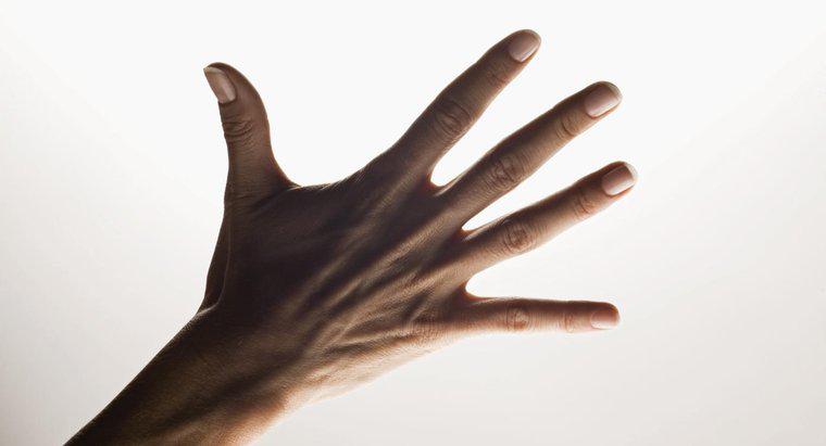 Care sunt numele celor cinci degete ale mâinii?