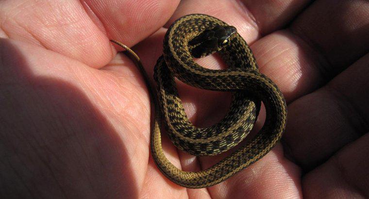 Ce sunt numiți șerpi de bebeluși?