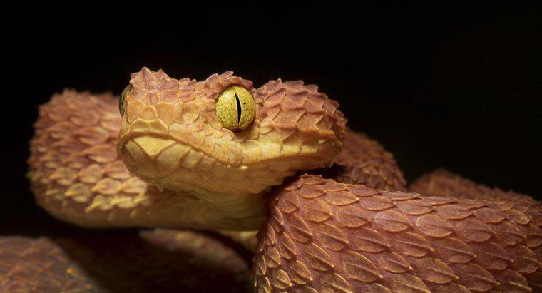 Care sunt cele mai mortale șerpi din Africa?