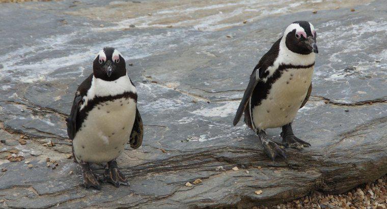 Care sunt unele fapte interesante despre pinguini?
