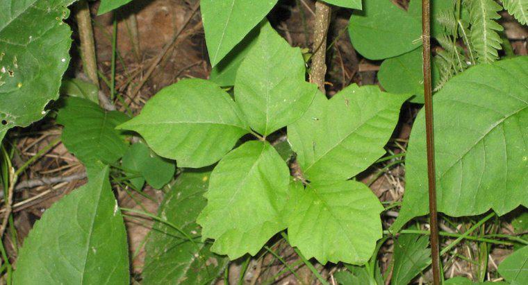 Care sunt unele remedii bune pentru a trata o rabie Ivy otravă?