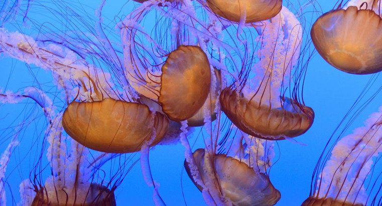 Cum sunt clasificate științific meduze științifice?