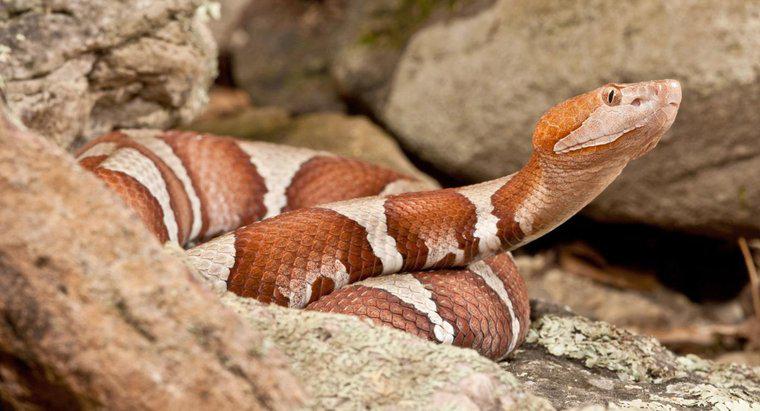 Ce sunt șerpi otrăviți în Missouri?