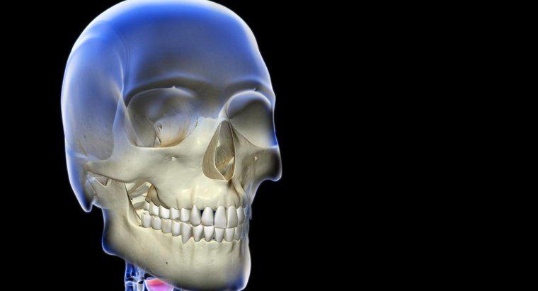 Din ce constă sistemul schelet?