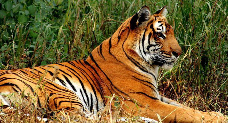 Care sunt unele fapte interesante pentru tigrul Bengal pentru copii?