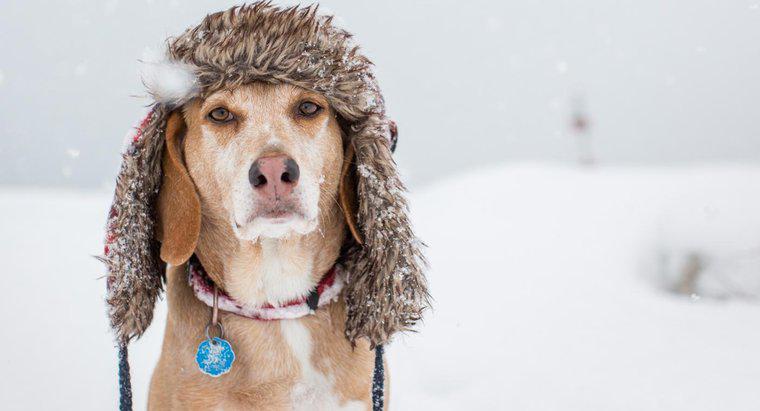 Ce temperatură este prea rece pentru un câine?