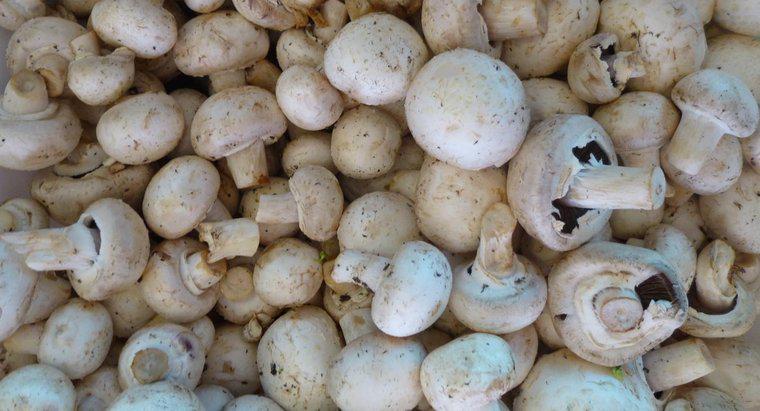 Cât durează ciupercile să rămână proaspete?