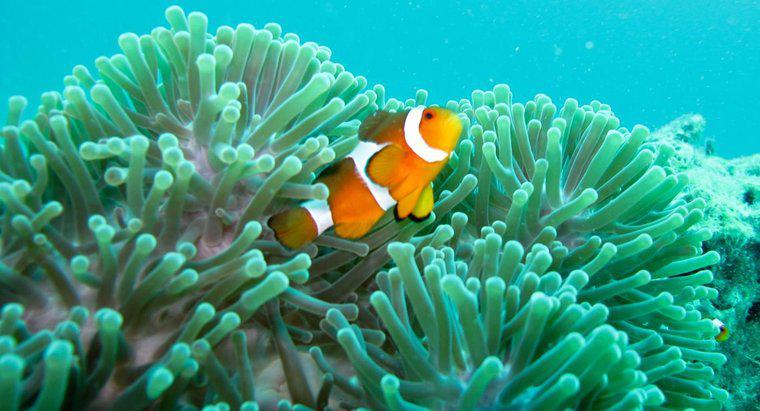 Unde trăiește Clownfish?