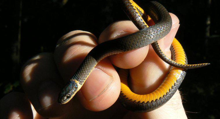 Ce este un șarpe neagră cu bandă galbenă?