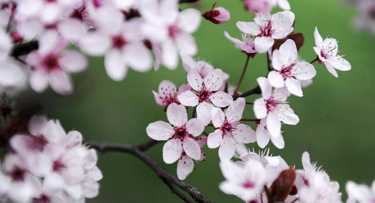 Ce reprezintă florile de cireșe în tatuaje japoneze?