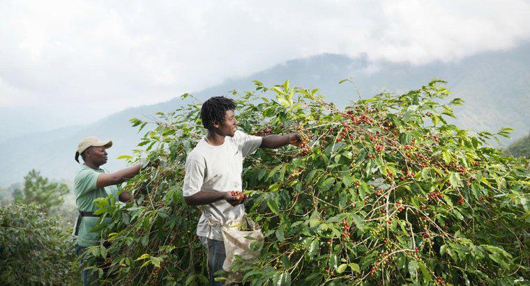 Ce culturi sunt cultivate în Jamaica?