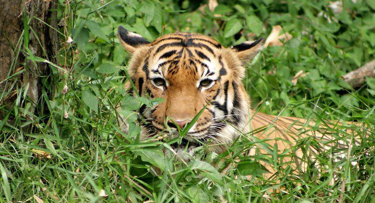 Ce fel de hrană mănâncă tigrii?