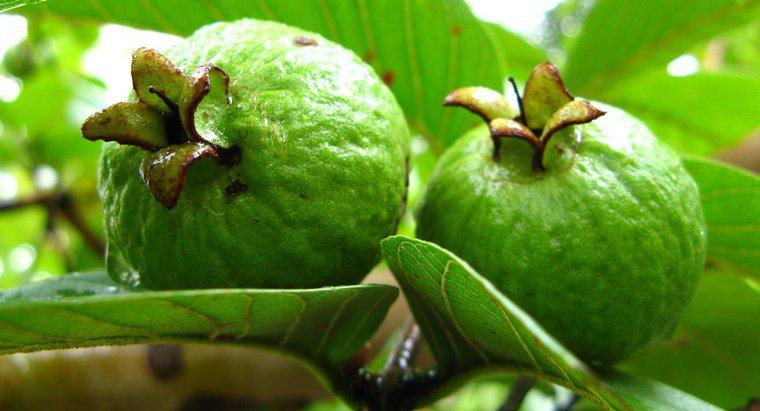 Care este numele științific al lui Guava?