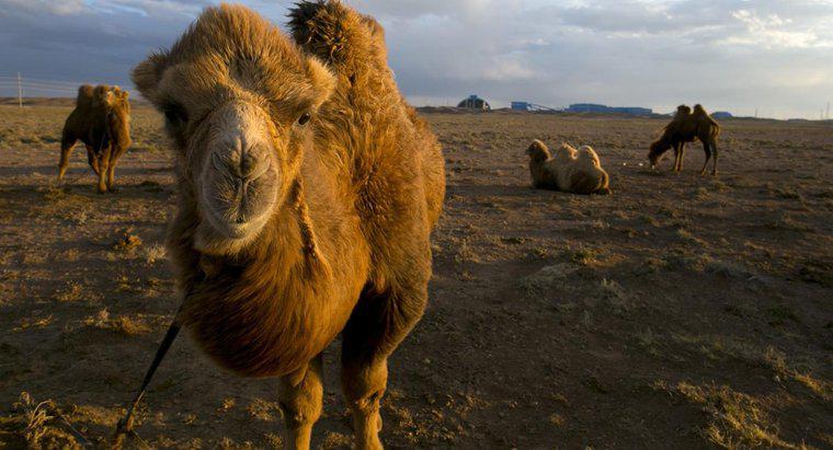 În ce țară este deșertul Gobi?
