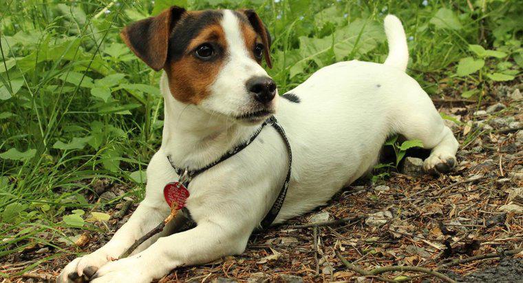 Jack Russell Terrier Shed?