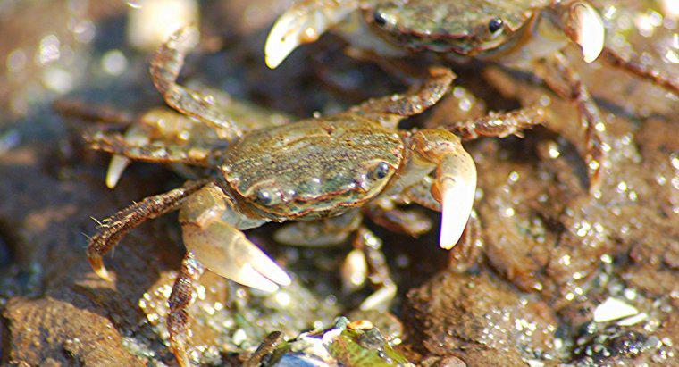 Cât timp trăiesc crabi?