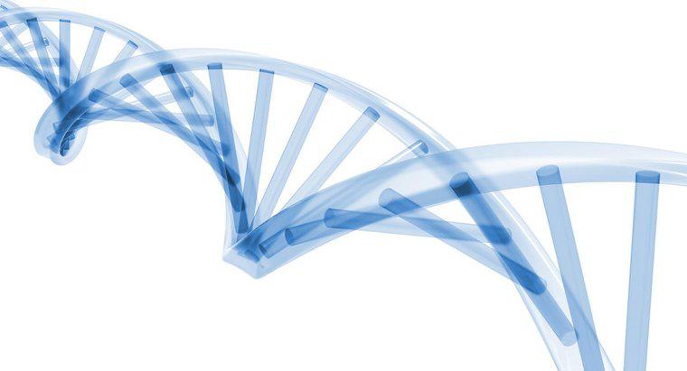 În ce etapă a ciclului celular apare replicarea ADN-ului?
