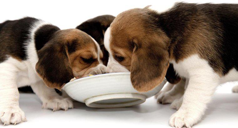 Ce mănâncă beaglele?