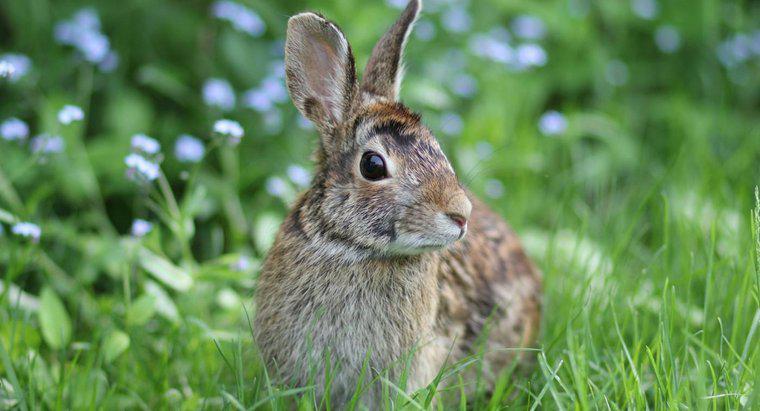 Ce alimente oferă cele mai multe nutrienți pentru iepurii sălbatici?