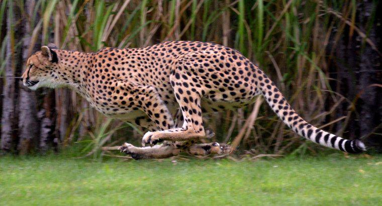 Cât de repede se execută un jaguar?
