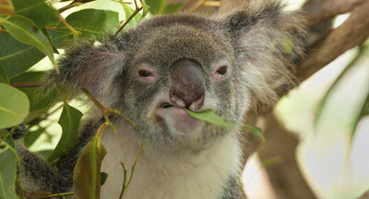 Ce mănâncă Koala?