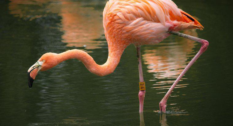Unde locuiesc pink Flamingos?