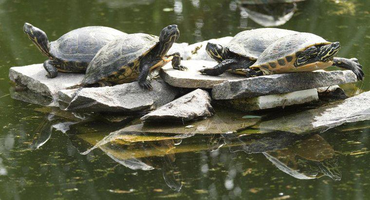 Cum puteți spune cât de veche este o broască țestoasă?