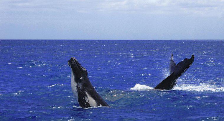 Care este substantivul colectiv pentru un grup de balene?