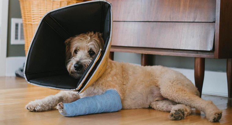 Cum poți să spui dacă câinele are un picior rupt?