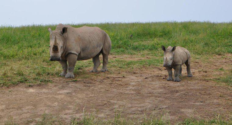 Cât de mult cântărește un copil Rhino?