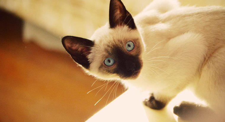 Care sunt unele caracteristici ale pisicilor mixte siameze?