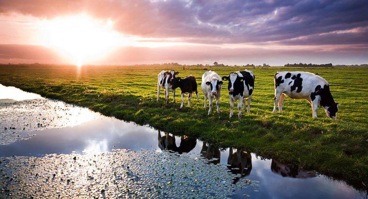 Cât de multă apă are o vacă o băutură într-o zi?