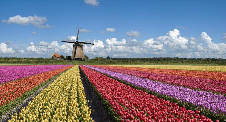 Ce este Olanda faimos?