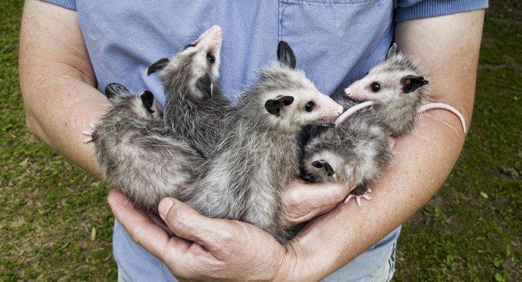 Care sunt diferențele dintre Opossum Versus Possum?