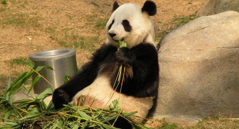 Cât timp trăiesc panda gigant?