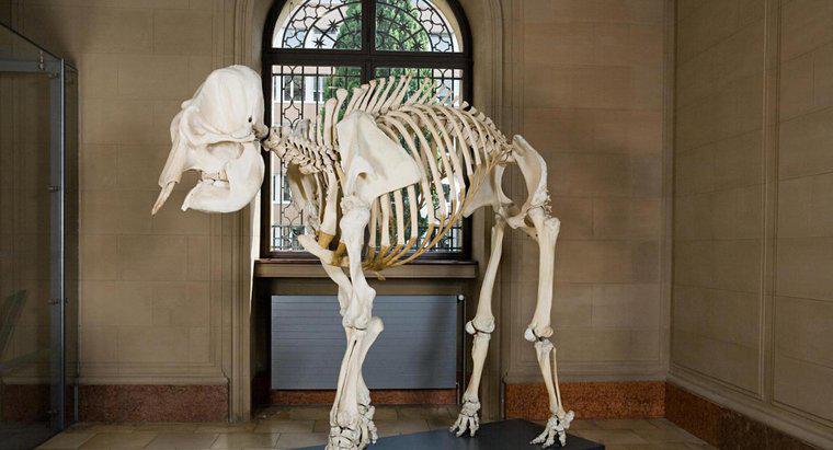 Cât de multe oase sunt într-un schelet de elefant african?