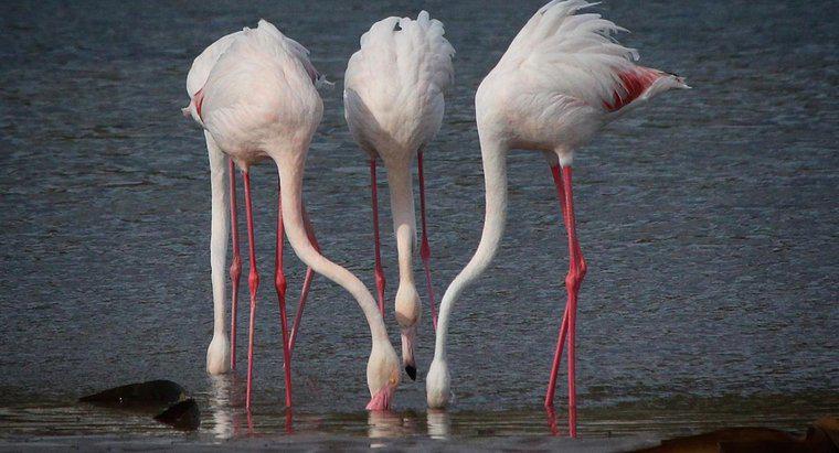 Ce mănâncă Flamingosul?