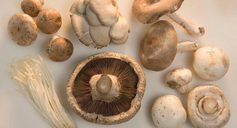 Care sunt diferitele tipuri de ciuperci?
