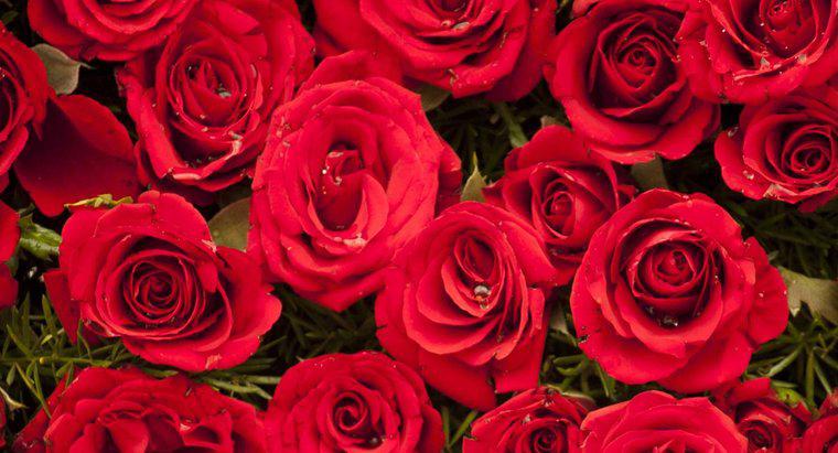 Care este cea mai bună insultătoare "Roses Are Red" Poezia Ziua Îndrăgostiților?