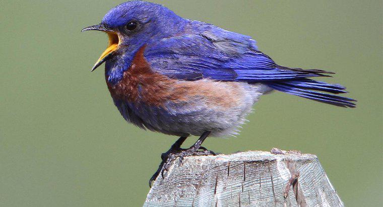 Cum puteți obține păsări să oprească chirpirea?