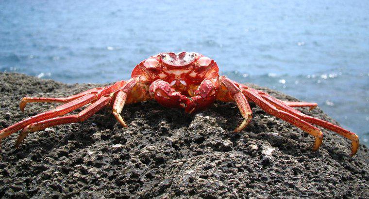 Unde locuiesc crabi?