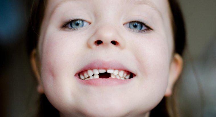 Care este funcția unui dinți incisiv?