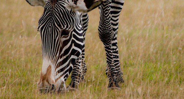 Ce mănâncă Zebras?