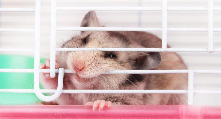 Sunt muscaturile de hamster periculoase pentru oameni?
