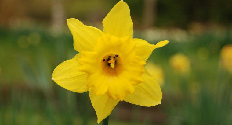 Cum și când ridicați bulbi de daffodil?