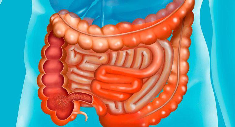 Care sunt numele părților intestinului mic?