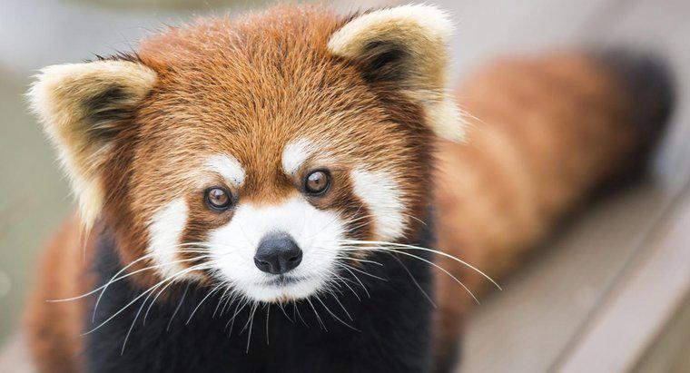 Care sunt unele fapte despre Panda roșu?