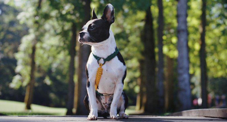Ce înseamnă un terrier Boston și un bulldog mix?