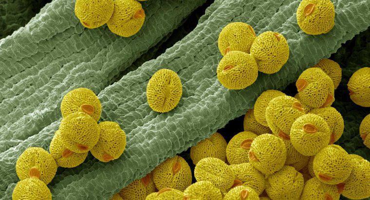 Care este funcția unei celule de polen?