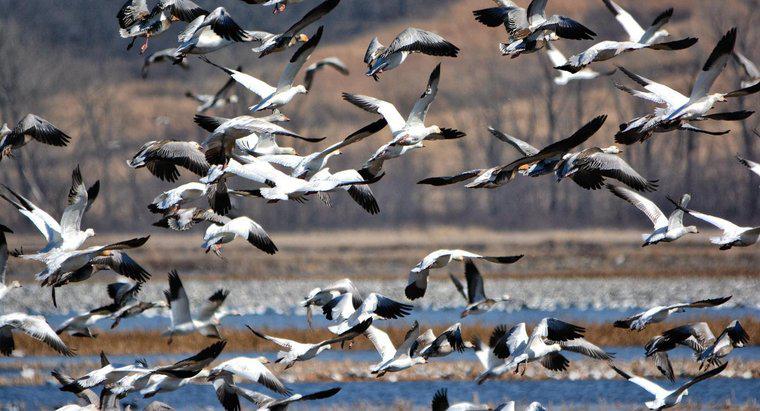 Care păsări migrează în timpul iernii?